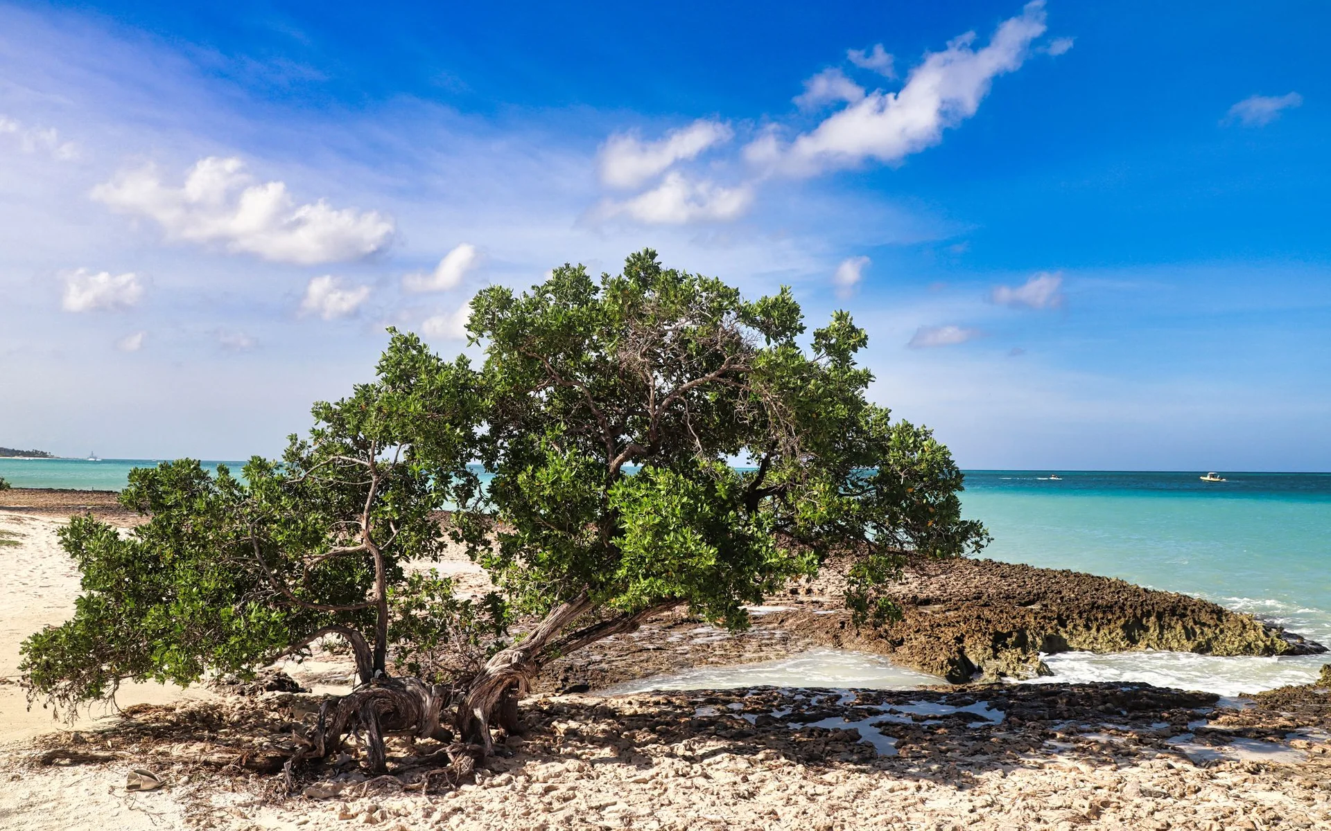 Árbol Divi-Divi en la playa de Oranjestad, Aruba