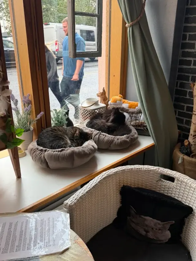 BookNoFees: Cafetería – Kissakahvila Helkatti – Helsinki – Cafetería de gatos Helkatti, foto 2
